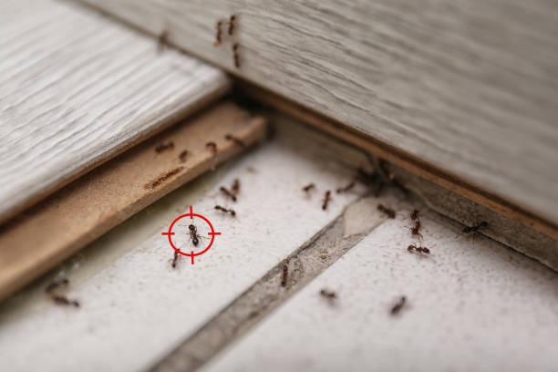 Professional Pest Control in East Palestine, OH